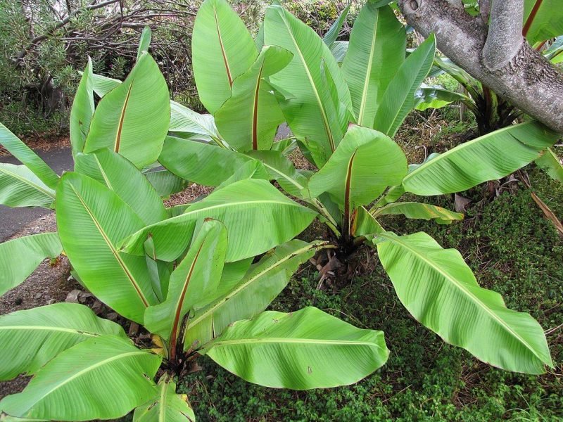 Abyssinian banana (Ensete ventricosum)
