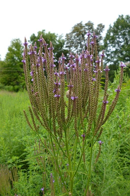 American blue vervain (Verbena hastata) growing guides