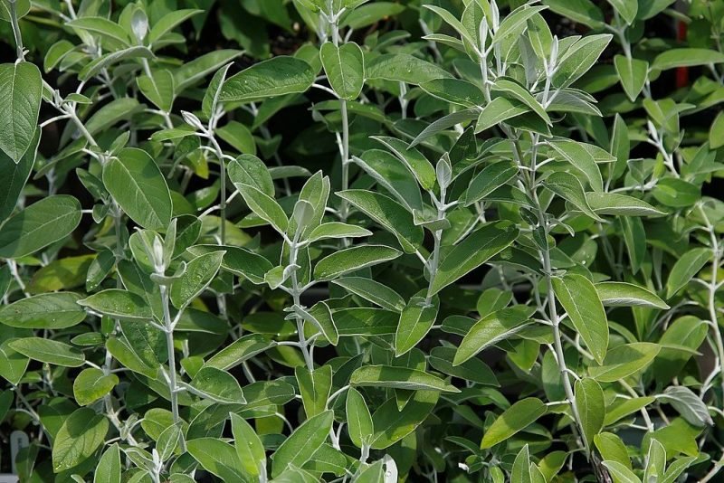 Andean silver-leaf sage (Salvia discolor)
