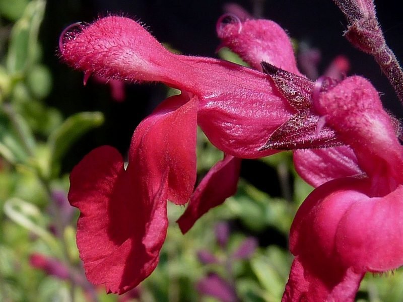 Autumn sage 'Desert Blaze' (Salvia greggii 'Desert Blaze')