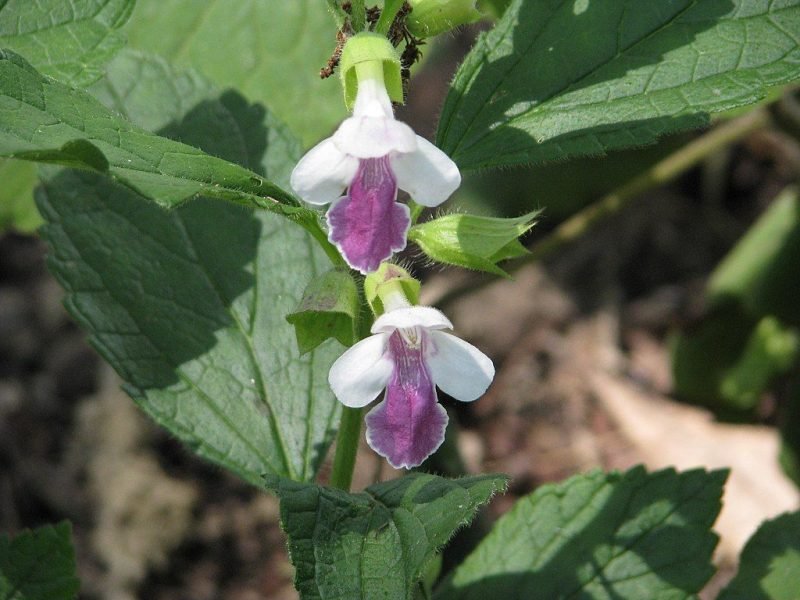 Bastard balm 'Royal Velvet Distinction' (Melittis melissophyllum 'Royal Velvet Distinction')