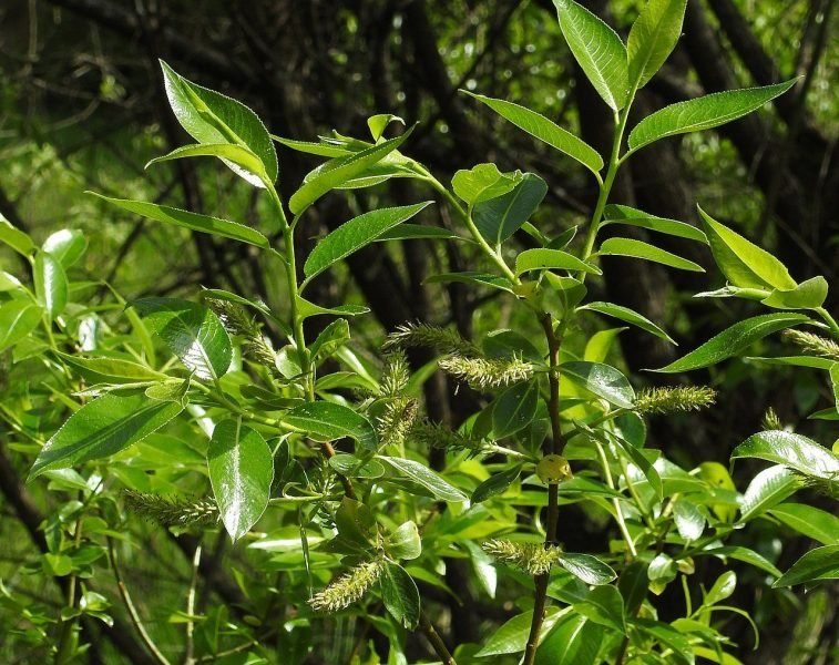 Bay willow (Salix pentandra)