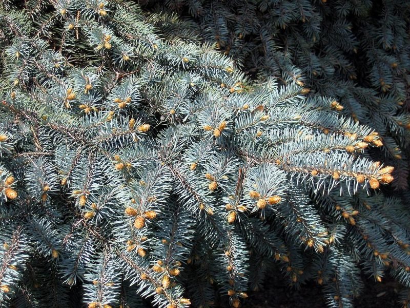Blue spruce (Picea pungens)