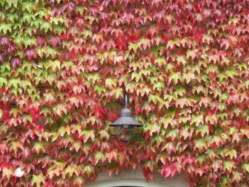 Boston ivy (Parthenocissus tricuspidata)