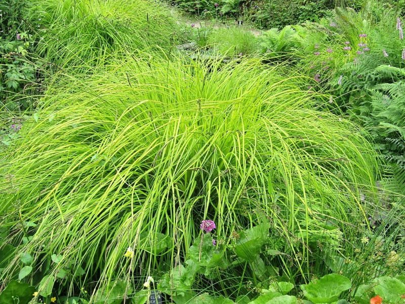 Bowles' golden sedge (Carex elata 'Aurea')