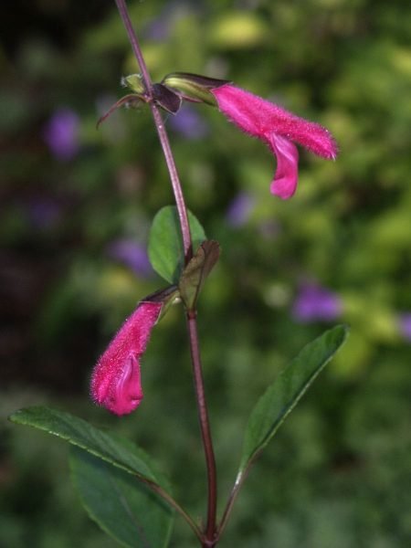 Buchanan's sage (Salvia buchananii)