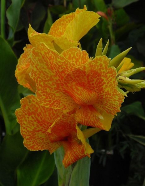 Canna 'Lenape' (Canna 'Lenape')