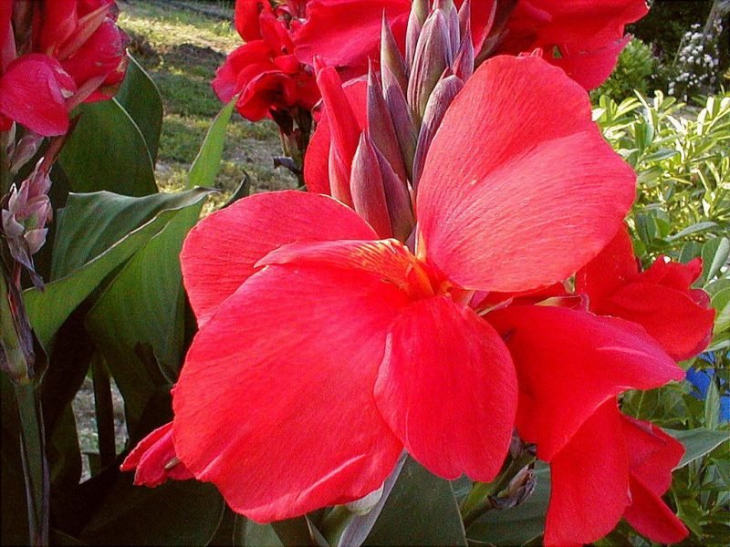 Canna 'President' (Canna 'President')