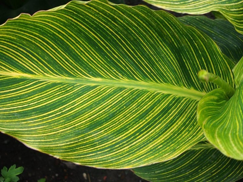 Canna 'Striata' (Canna 'Striata')