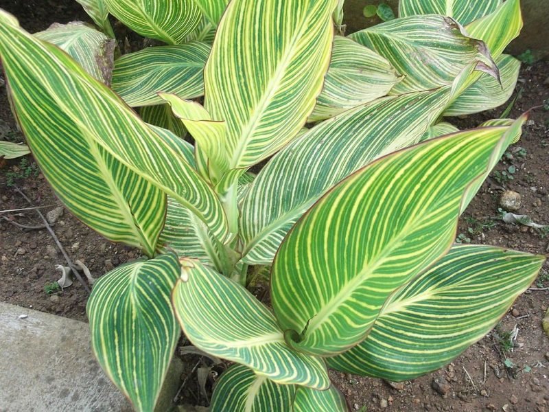 Canna 'Striped Beauty' (Canna 'Striped Beauty')
