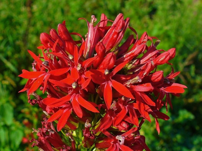 Cardinal flower (Lobelia cardinalis)