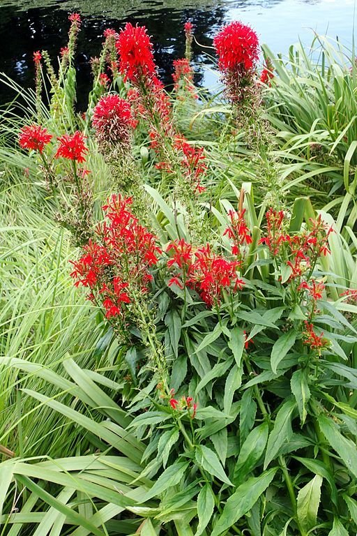Cardinal flower (Lobelia cardinalis) growing guides