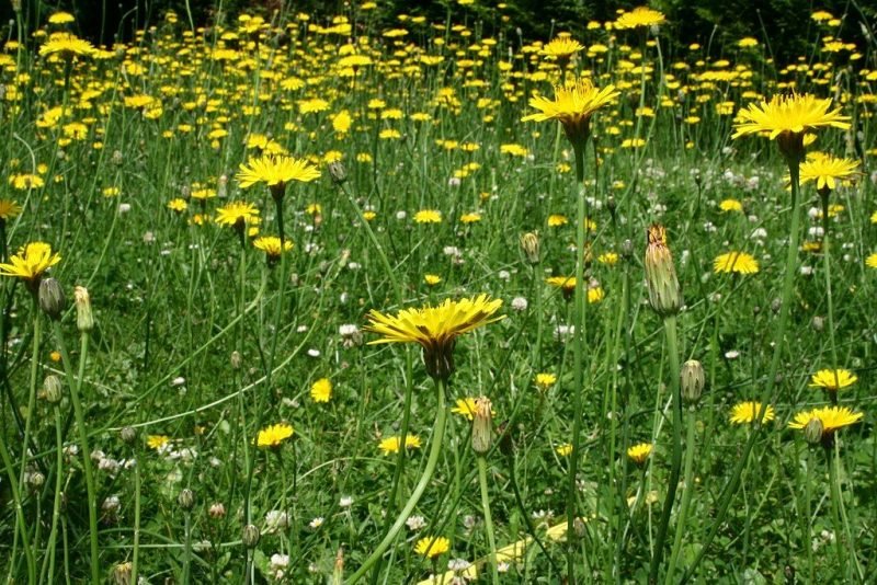 Cat's ear (Hypochaeris radicata)