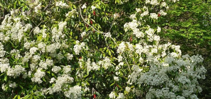Photinia Genus - Dear Plants