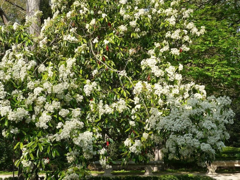 Chinese hawthorn (Photinia serratifolia)