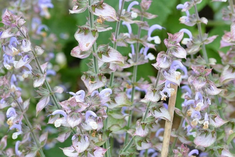 Clary (Salvia sclarea)