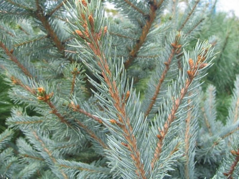 Colorado spruce 'Fat Albert' (Picea pungens 'Fat Albert')