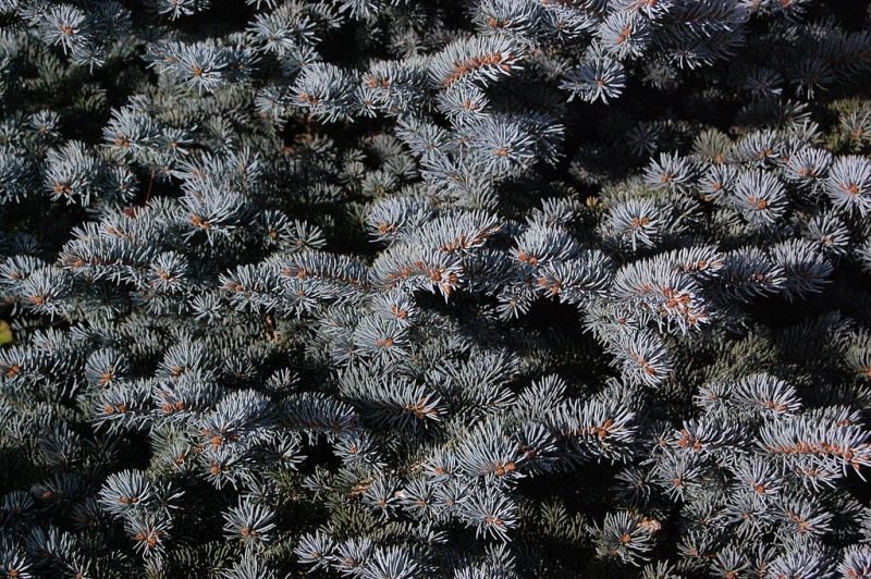 Colorado spruce 'Globosa' (Picea pungens 'Globosa')