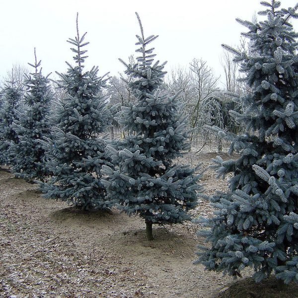 Colorado spruce 'Koster' (Picea pungens 'Koster')