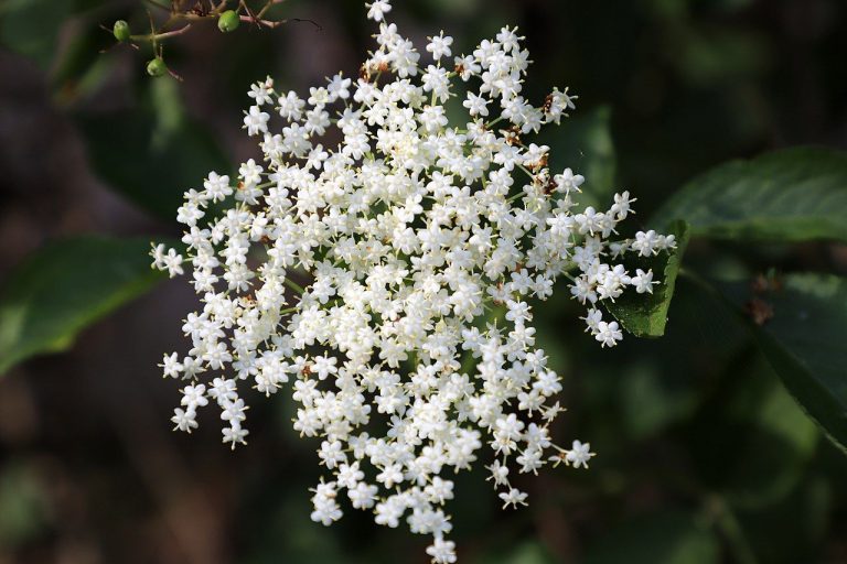 Common elder (Sambucus nigra) - growing guides