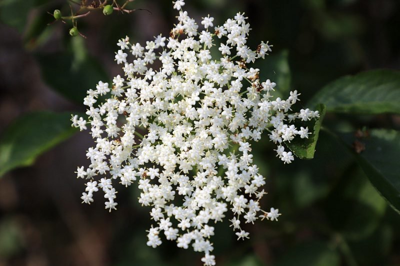 Common elder (Sambucus nigra)