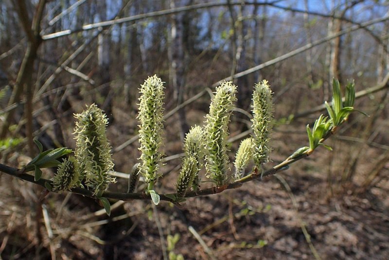 Common osier (Salix viminalis)