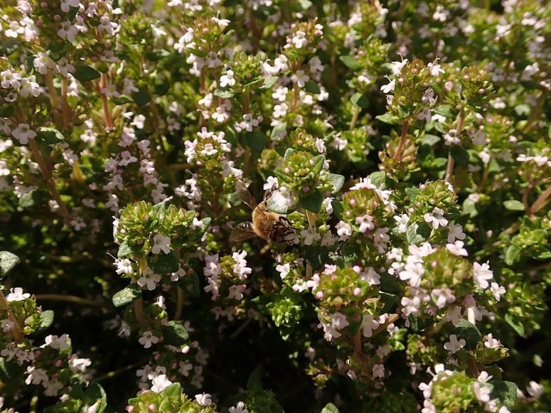Common thyme (Thymus vulgaris)