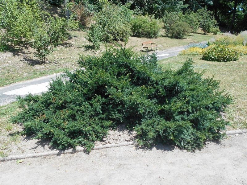 Common yew 'Repandens' (Taxus baccata 'Repandens')
