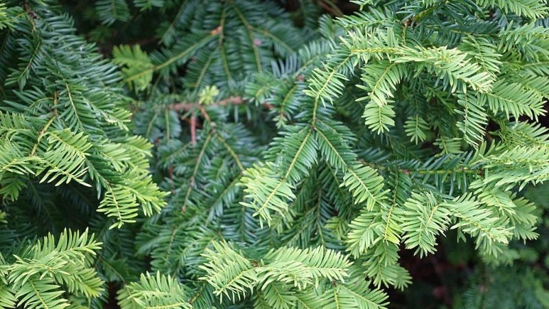 Common yew 'Semperaurea' (Taxus baccata 'Semperaurea')