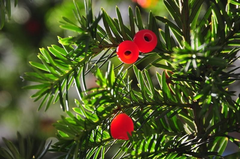 Common yew (Taxus baccata)