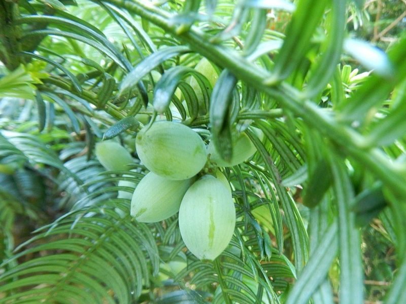 Cow's tail pine (Cephalotaxus harringtonia var. drupacea)