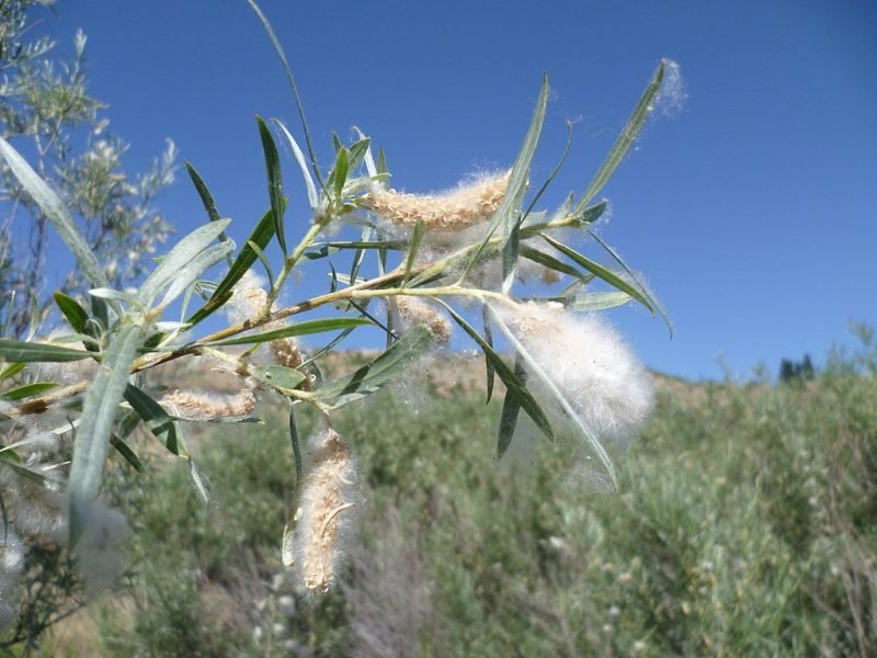 Coyote willow (Salix exigua)