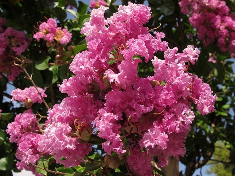 Crape myrtle (Lagerstroemia indica)