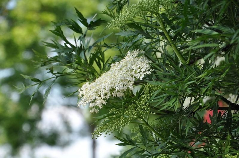 Cut-leaved elder (Sambucus nigra f. laciniata)