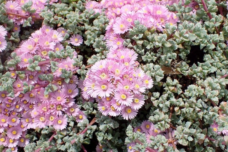 Deltoid-leaved dew plant (Oscularia deltoides)