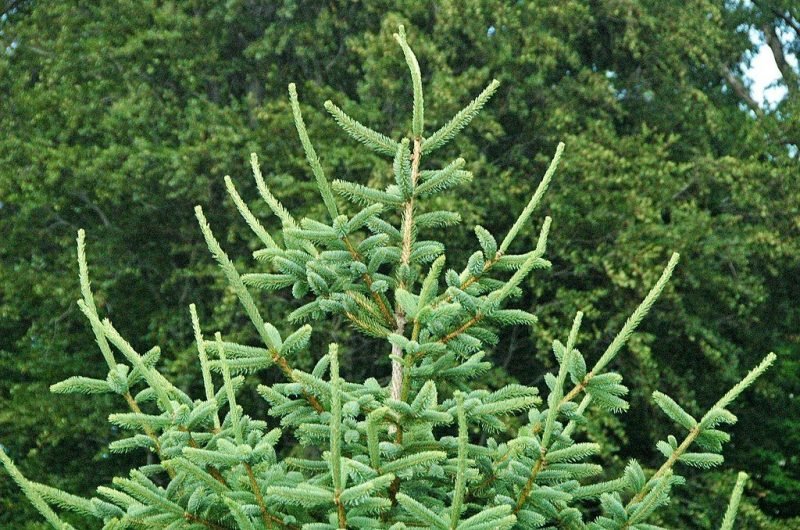Dragon spruce (Picea asperata)