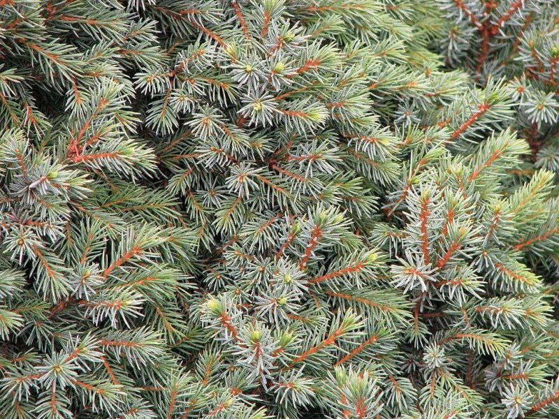 Dwarf black spruce (Picea mariana 'Nana')