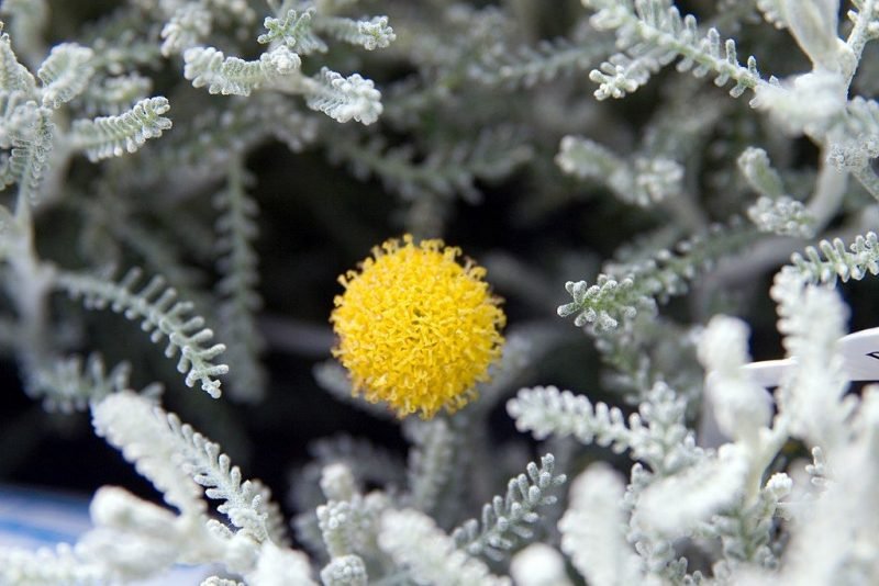 Dwarf lavender cotton (Santolina chamaecyparissus 'Nana')