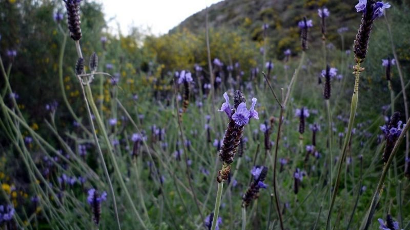 Egyptian lavender (Lavandula multifida)