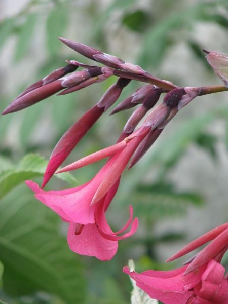 Ehemann's canna (Canna × ehemanii)
