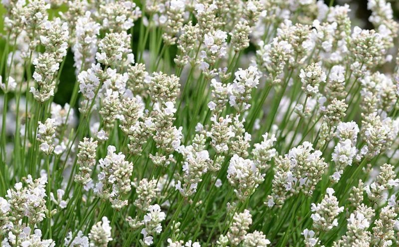 English lavender 'Alba' (Lavandula angustifolia 'Alba')
