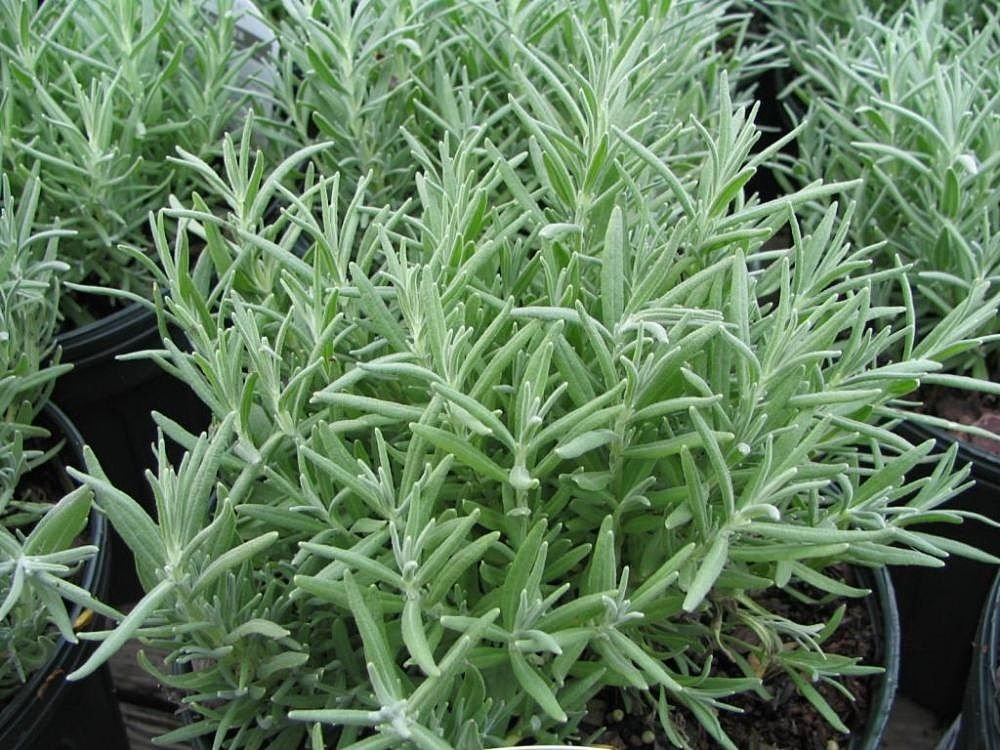 English lavender 'Munstead' (Lavandula angustifolia 'Munstead') growing guides