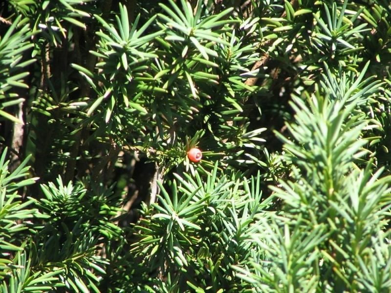 English yew 'Fastigiata Robusta' (Taxus baccata 'Fastigiata Robusta')