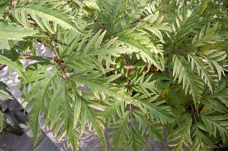 European red elder 'Sutherland Gold' (Sambucus racemosa 'Sutherland Gold')