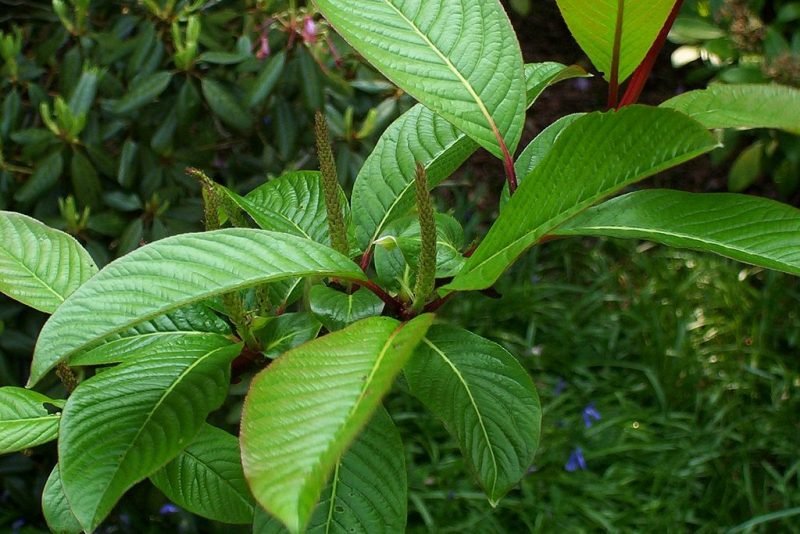 Farges willow (Salix fargesii)