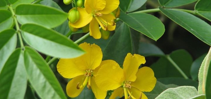 Senna Genus - Dear Plants
