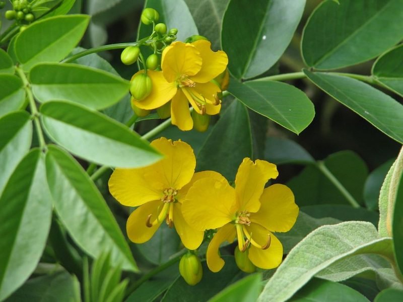 Flowery senna (Senna corymbosa)