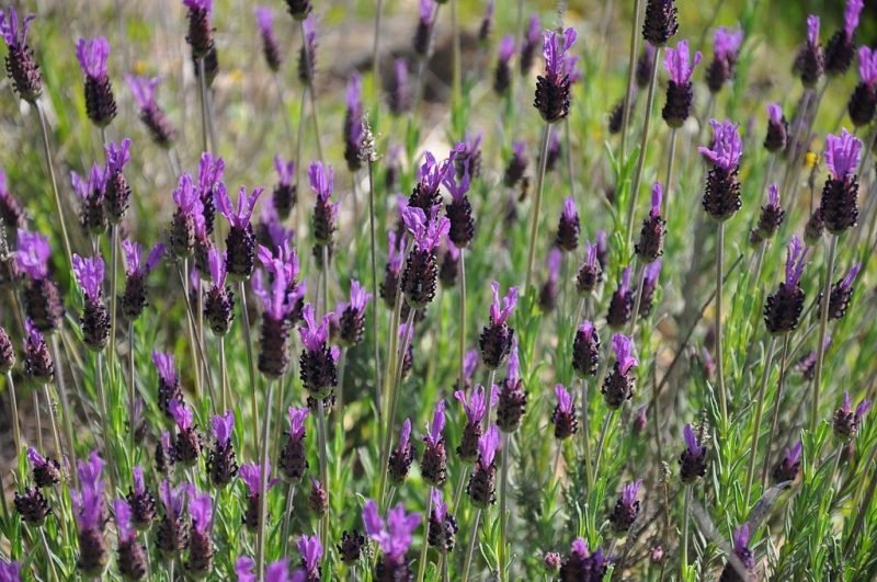 French lavender (Lavandula pedunculata subsp. pedunculata)