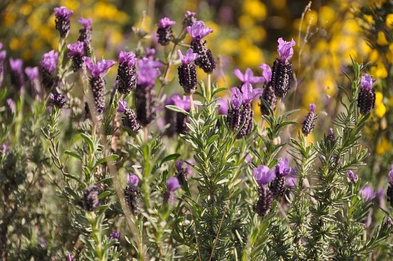 French lavender (Lavandula stoechas)