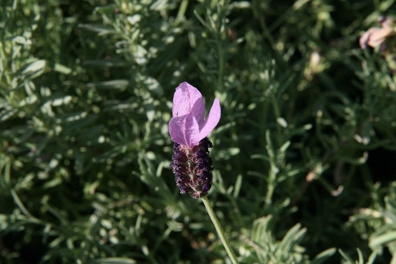 French lavender 'Willow Vale' (Lavandula 'Willow Vale')